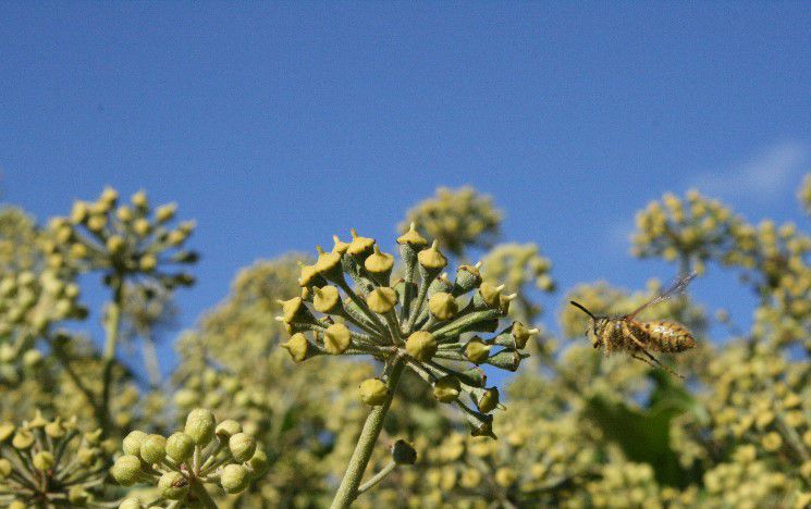 Wasp flying towards flowering ivy