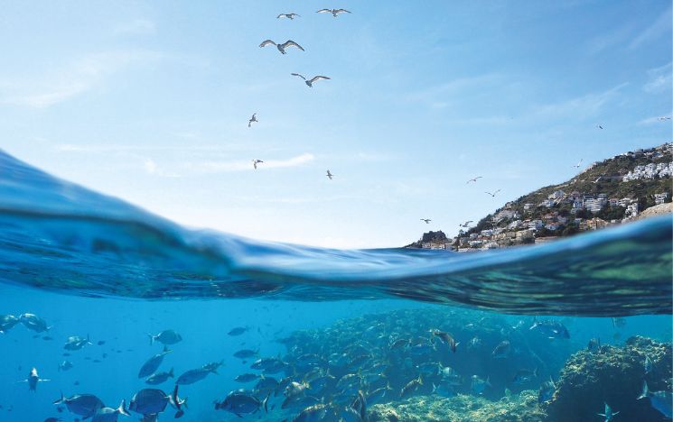Looking up at cliffside with houses from under the sea showing aquatic life.