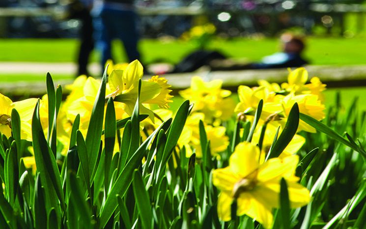 Yellow daffodils on campus with blurred background of students and the library steps