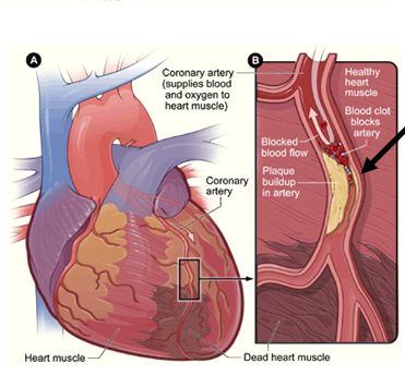 Schematic diagram - Lamia Heikal