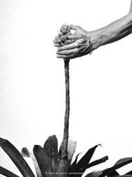A person's hands gently cupped around a tall plant in striking black and white photo