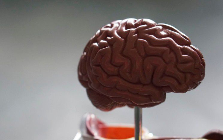 Brain model