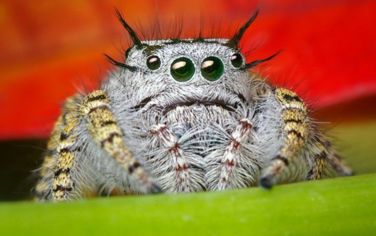 Spider