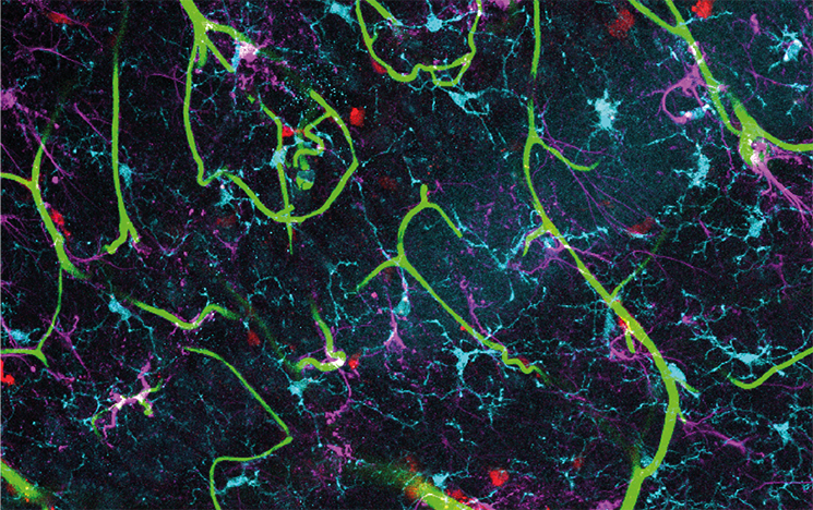 Neuroscience image