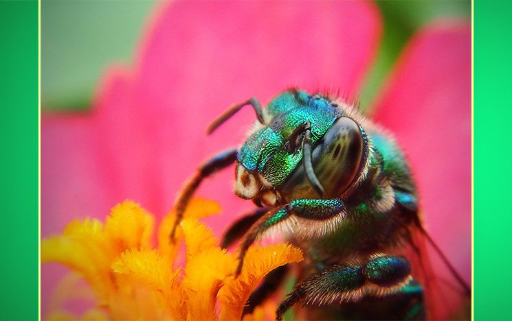 Image of bee close up