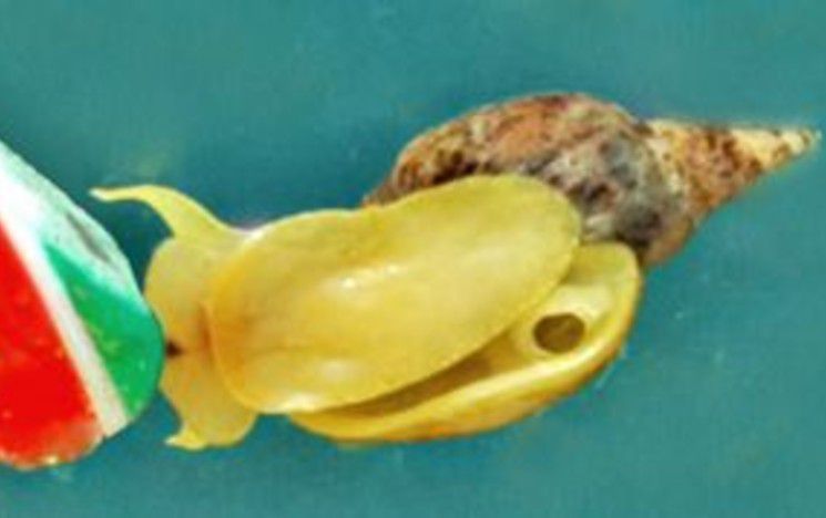 Snail