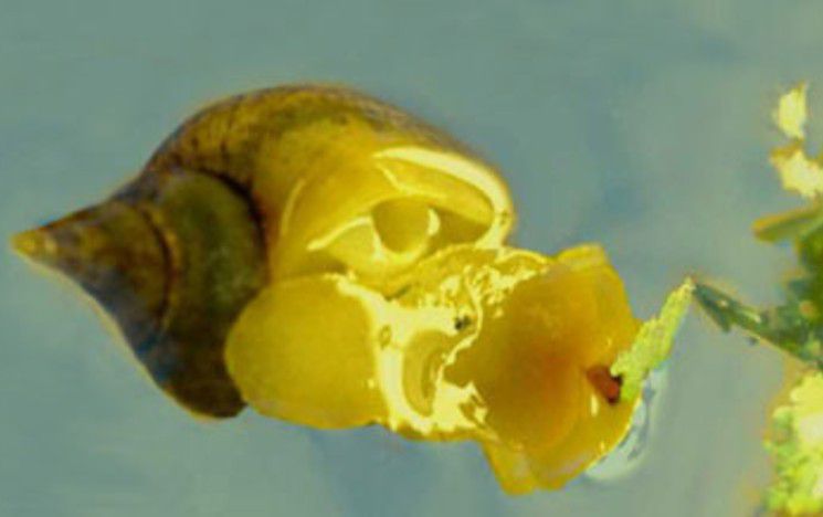 Snail and rock