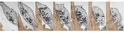 Serial section electron microscope images of hippocampal presynaptic terminal. Functionally recycling vesicles appear electron-dense.