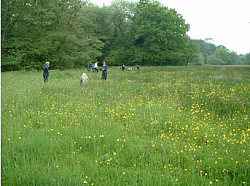 Volunteer surveyors at work