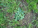cowslip in field trial