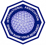 Epstein-Barr Virus Association logo