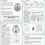 Academic poster by Magdalena Pfaff - DMN and the 4-day working week