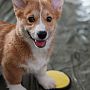Image by Alice Torjussen - Investigating the overlap in usability of accessible switches and buttons for disabled users and dogs