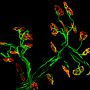 Image by Eleni Christoforidou - Neurons that innervate muscles