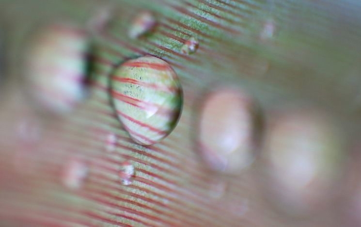 Drops of water on a leaf