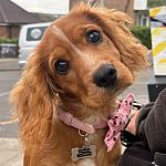 Photo of a dog