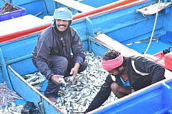 Soosai Melkias (left), the convenor of the Disaster Risk Reduction committee of Anchthengu sorting fish in a boat after an overnight trip