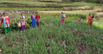 Local farmers work together in a field