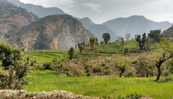 Terraced field of wheat and mustard