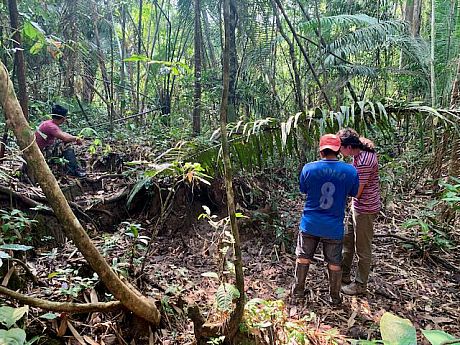 Three people pictured in a tropical rainforest investigating nature. One of them is sitting in the far background examining the ground while the other two are seen in the foreground looking closely at a tree.