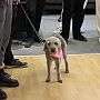 A furry visitor 'listening' to the talks during the opening evening of the SSRP-IDS exhibition. A dog can be seen standing amongst other visitors shoes