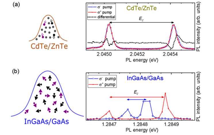 Graph showing Nuclear spin effects in CdTe/ZnTe quantum dots