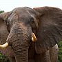 Elephant up close, Zambezi National Park, Zimbabwe