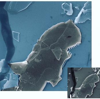 SEM graphene shark