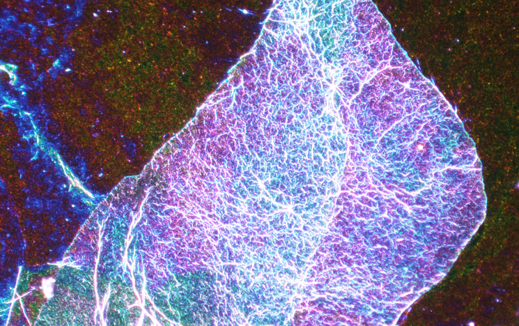 Optical microscopy of graphene oxide flake, displaying stunning iridescence and highlighting the flake's wrinkled topology