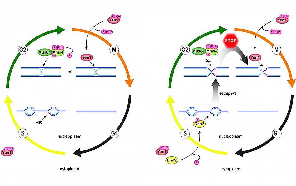 Model Figure Dna2-Yen1 NCOMMS