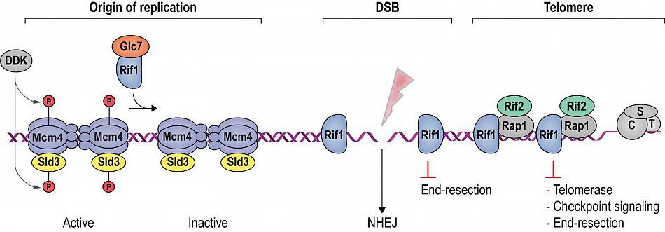 Rif1 functions overview