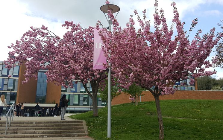 Cherry trees in front of a red brick building