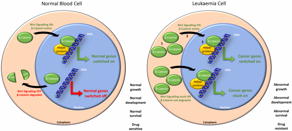 Wnt diagram