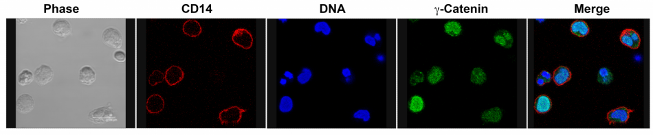 g-catenin monocytes