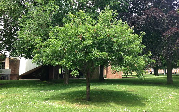 Photo of tree outside the University Meeting House