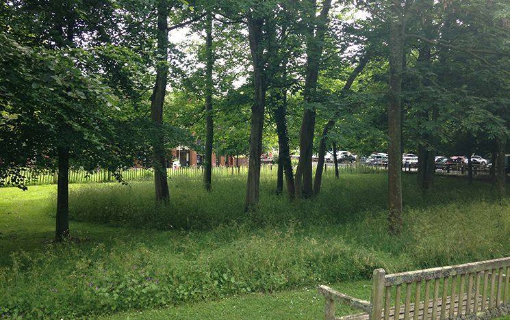 Trees and bench on the University campus