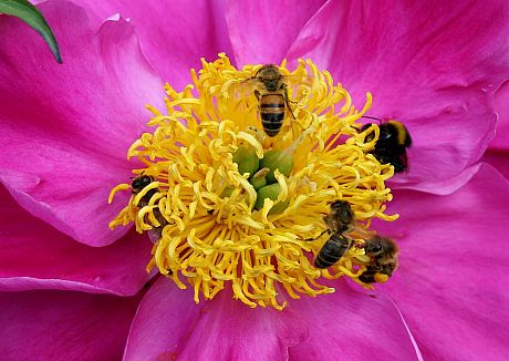 Bees on pink Peony