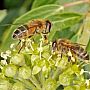 Hoverfly and Honey Bee