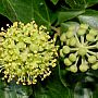 Ivy flowers and buds