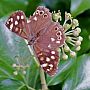 Speckled Wood Butterfly