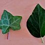 Ivy leaves - palmate and oval