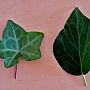 Ivy leaves - palmate and oval