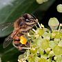 Apis mellifera - honey bee with ivy pollen