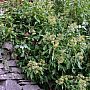 Ivy growing along a wall