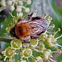 Bombus pascuorum - Bumblebee