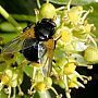 Mesembrina meridiana - Noon Fly