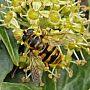Myathropa florea - hoverfly wasp mimic