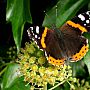 Red Admiral Butterfly