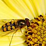 A hoverfly. Credit: Andreas-photography