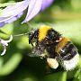 A bumblebee. Credit: neistridlar